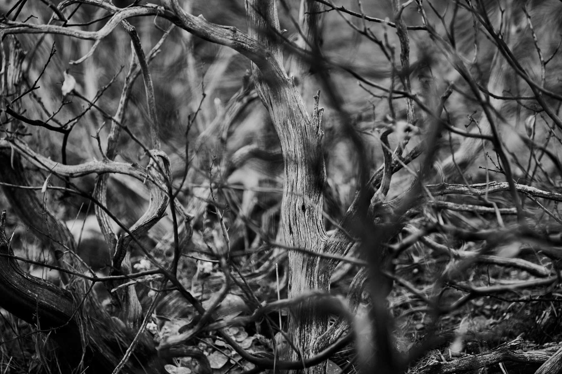 b&w twisted branches of a dried out curly bush