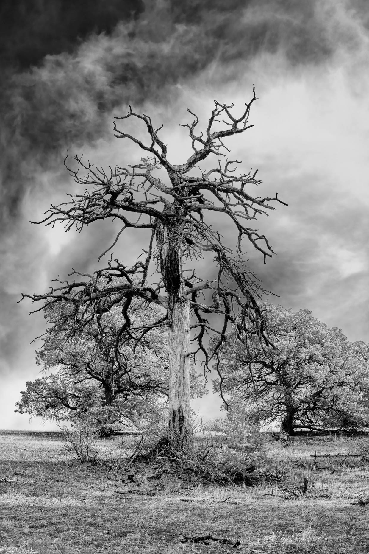 Burned out but still standing-b&w standing burnt tree on hill