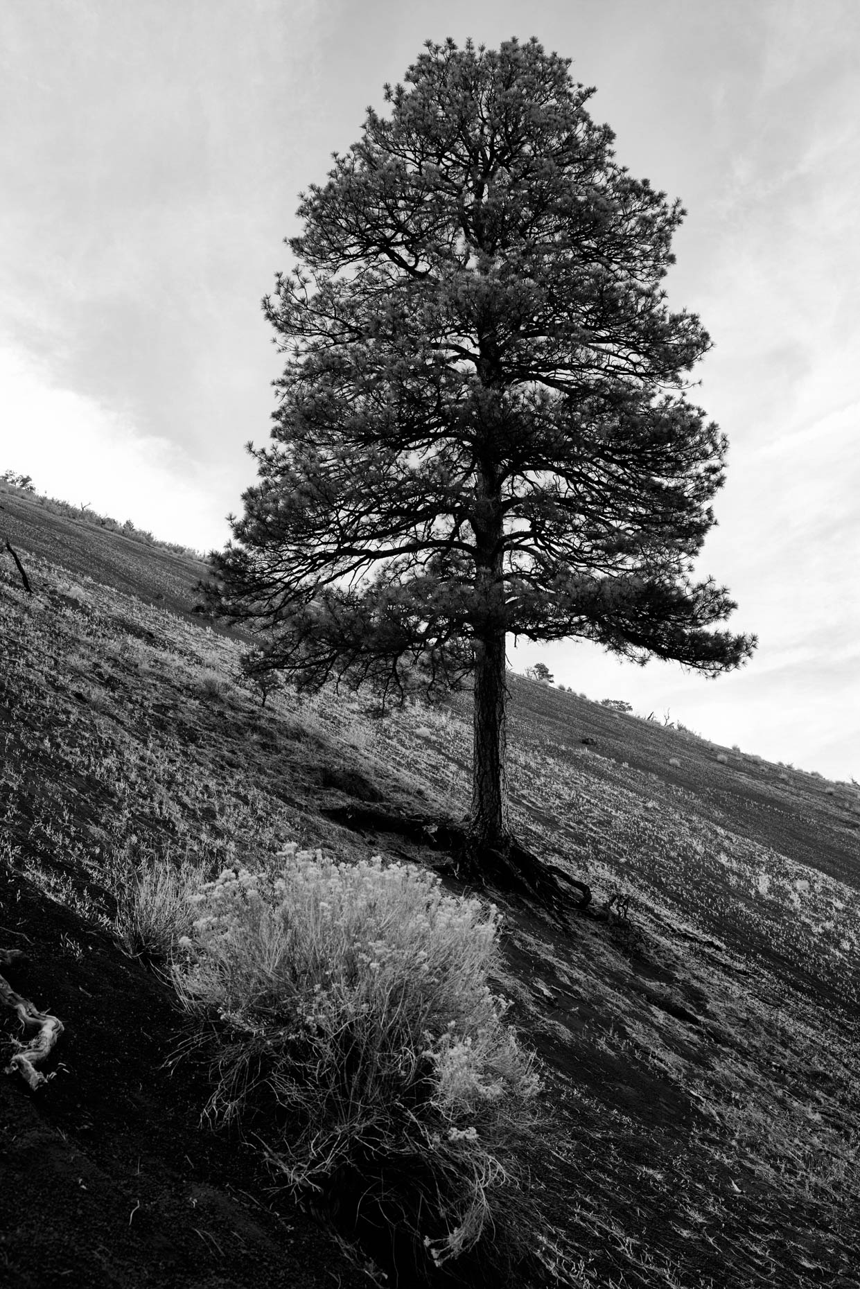 Red Mountain volcanic cindercone- Lone tree on steep incline